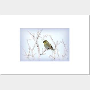 American Goldfinch Framed by the Limbs by Debra Martz Posters and Art